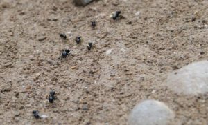 Image Illustrant des fourmis en référence au nom d'AntVoice